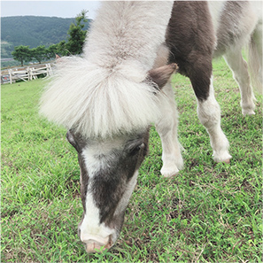 出張馬レンタル・預託馬